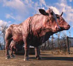 Именованные существа в Fallout 4 - Кларабэль