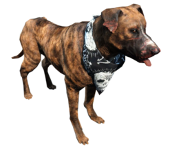 Существа в Fallout 4 - Боевой пёс 