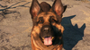 Fo4 Dogmeat E3 Outtro