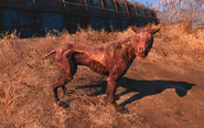 Существа в Fallout 4 - Раненая собака