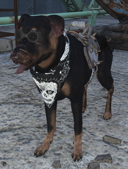 Именованные существа в Fallout 4 - Кейт (собака)
